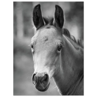 2ba2b6dd-4fea-4d88-9a56-039727819fff