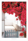 Poster Bougainvillea
