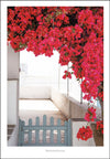 Poster Bougainvillea