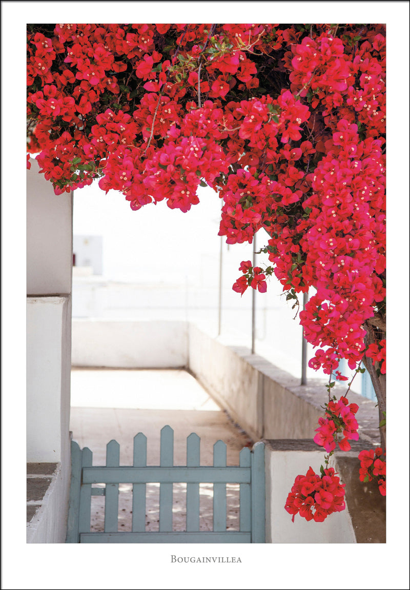 Poster Bougainvillea