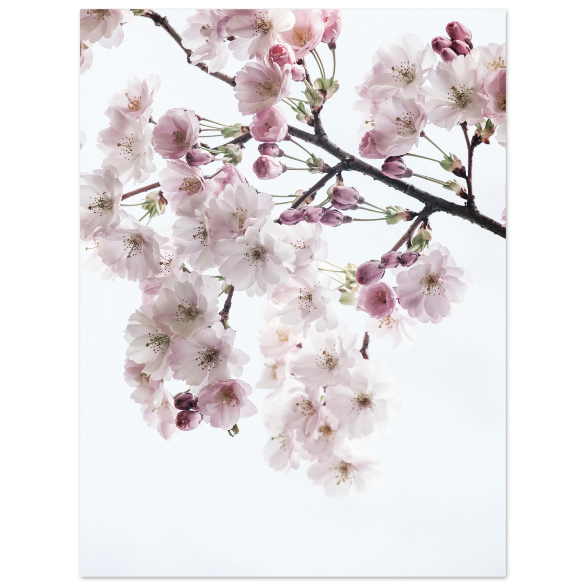 c454773b-c928-4b9f-a822-e3f2d3e14a1a
