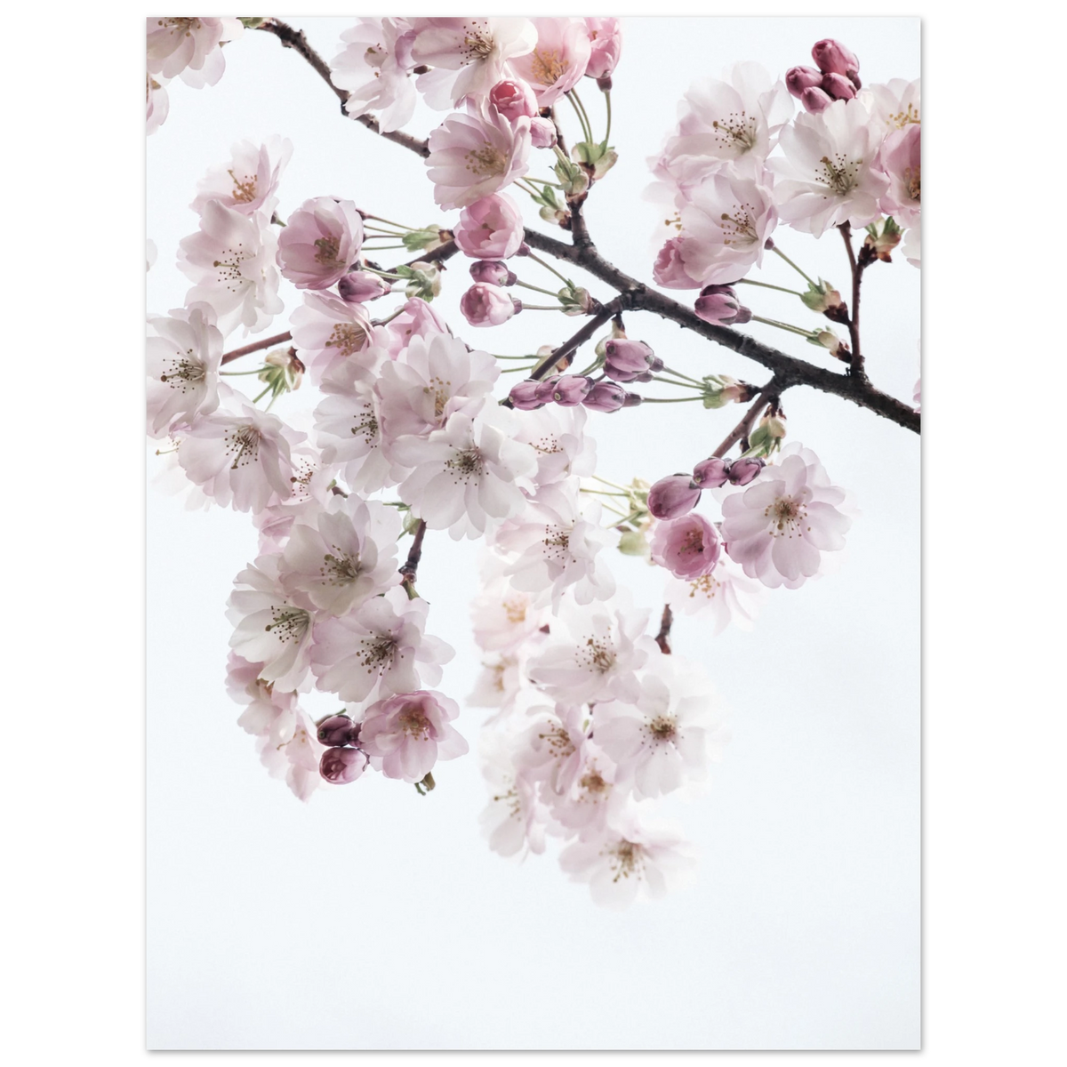 f8e9fe77-83d0-48ef-889d-b296f1d7d8bc