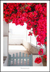 Juliste Bougainvillea