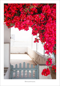 Juliste Bougainvillea