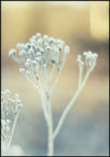 Juliste Bright as Gold