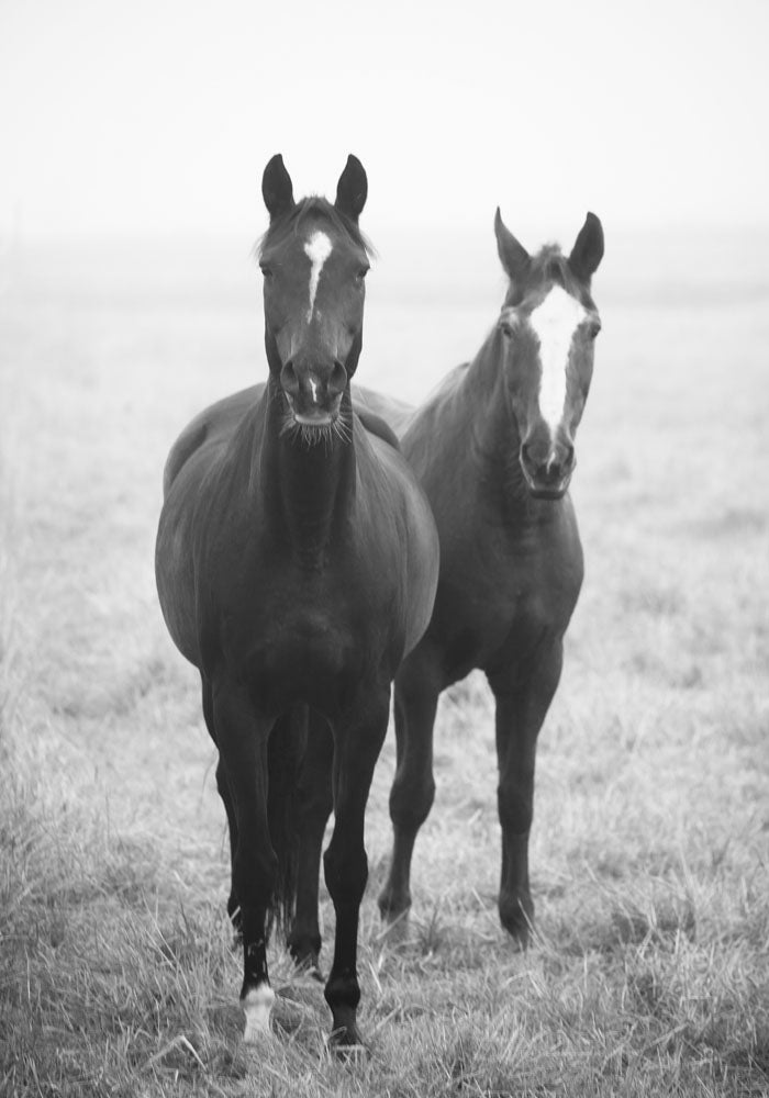 Juliste Horses