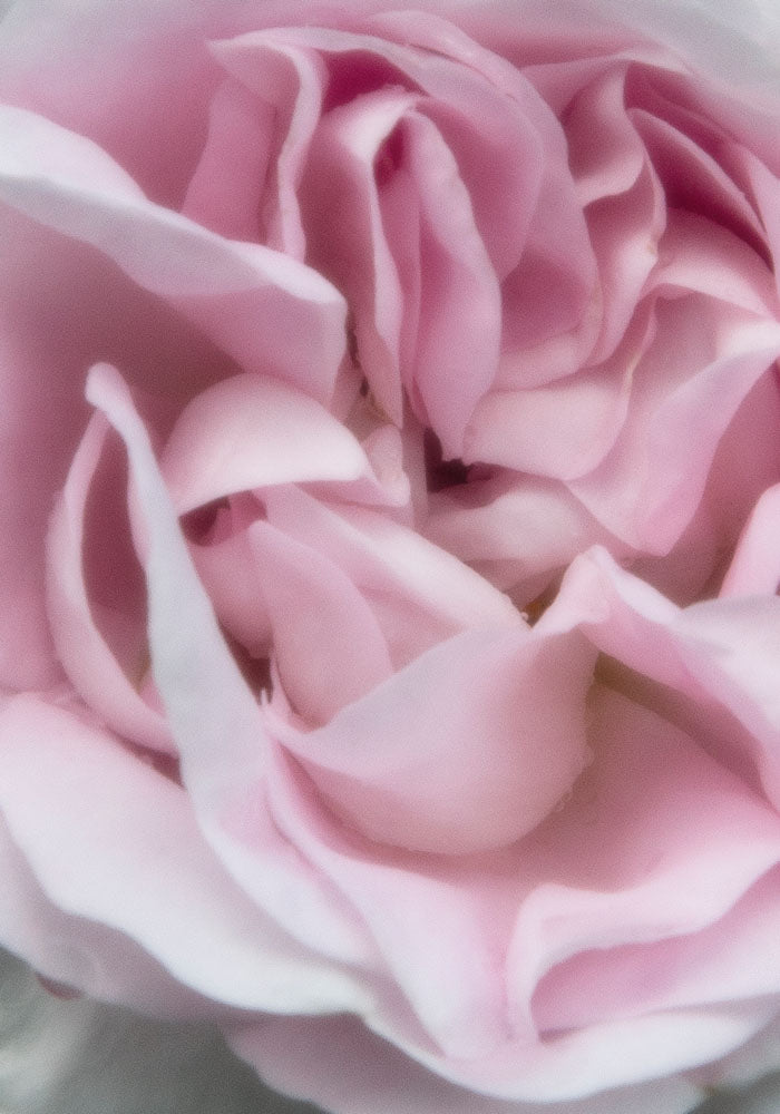 Juliste Rose #1