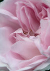 Juliste Rose #2