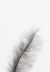 Juliste Feather