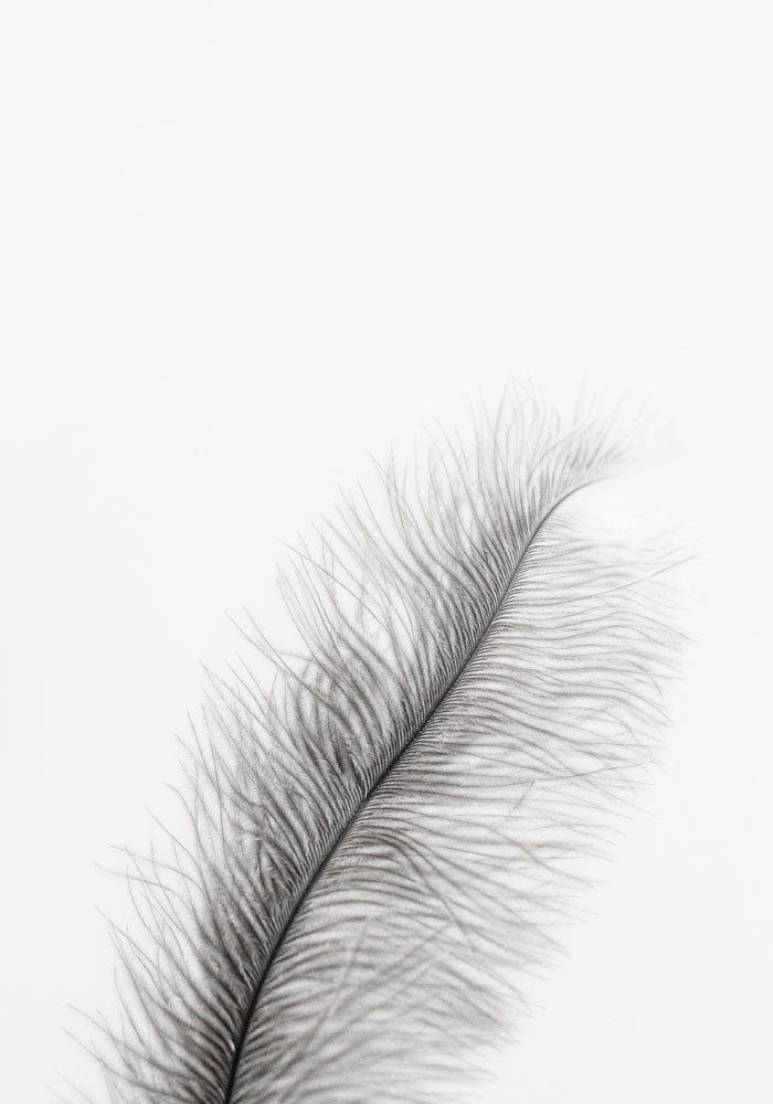 Juliste Feather