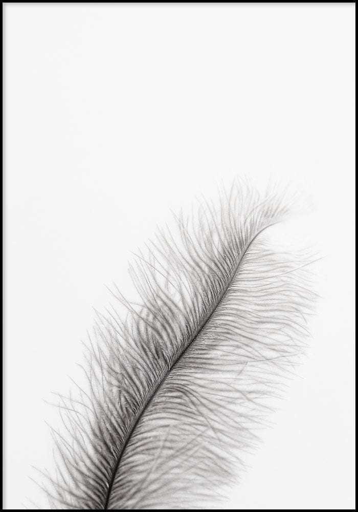 Juliste Feather