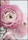 Juliste Buttercup#3