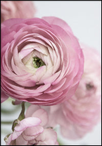 Juliste Buttercup#3