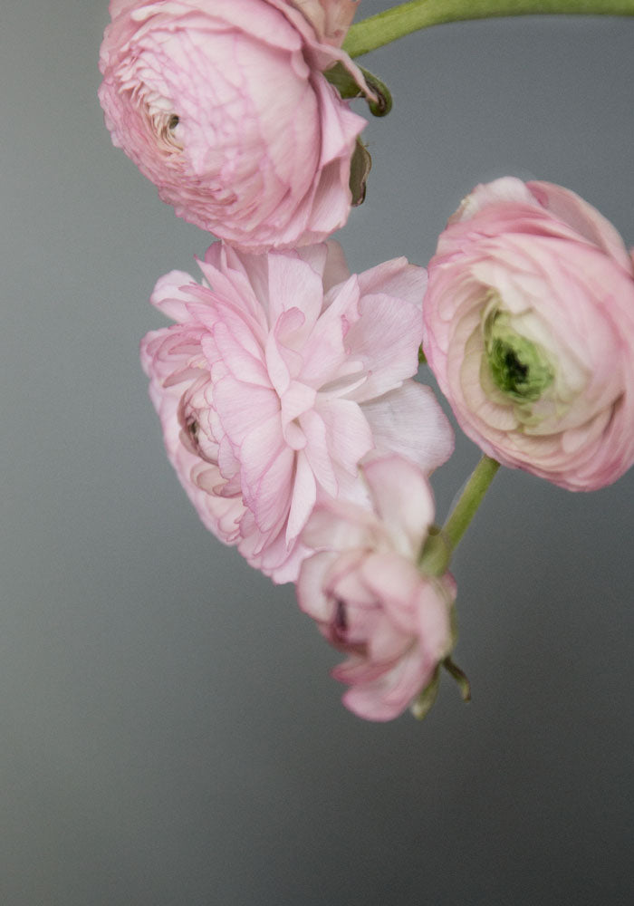 Juliste Buttercup#4