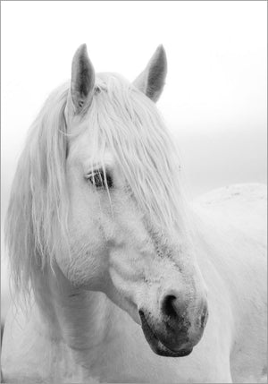 Juliste White horse