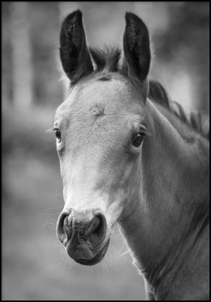 Juliste Baby horse