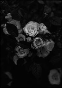Juliste Night Rose