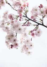 Juliste Cherry Blossom