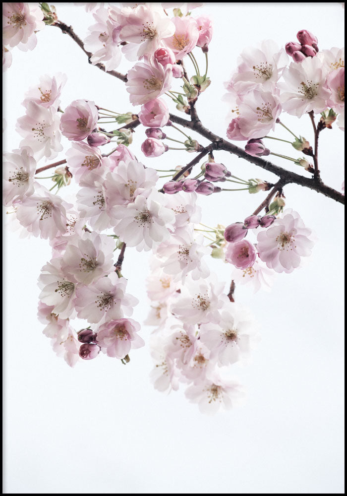Juliste Cherry Blossom