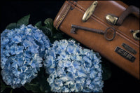 Juliste Hydrangea