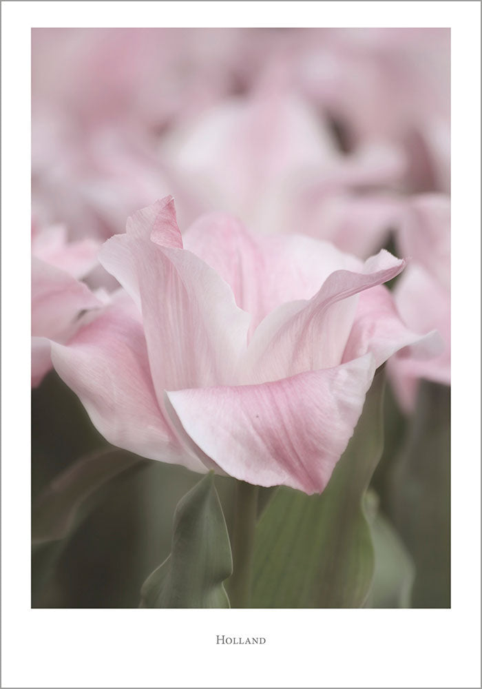 Juliste Holland