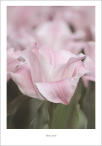 Juliste Holland