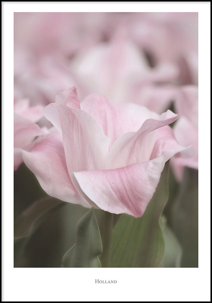 Juliste Holland