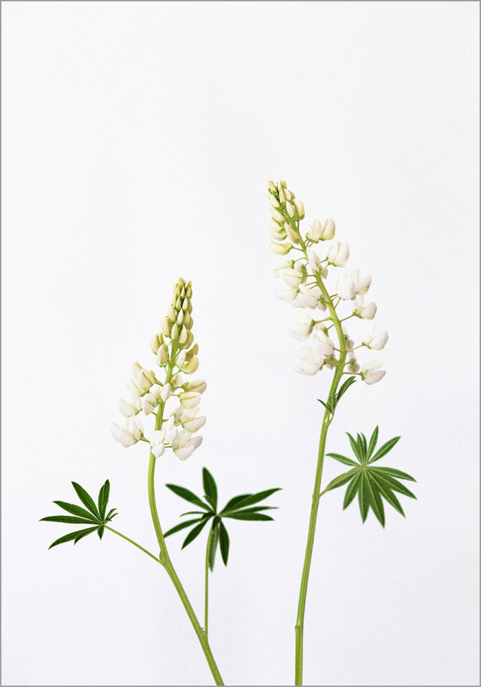 Juliste Lupine Couple