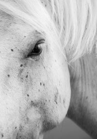 Juliste The Look