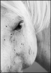 Juliste The Look