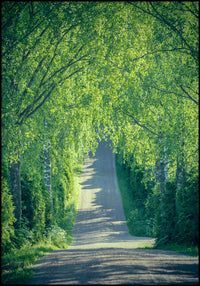 Juliste Carriage Way