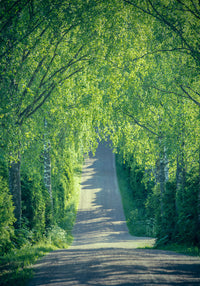 Juliste Carriage Way