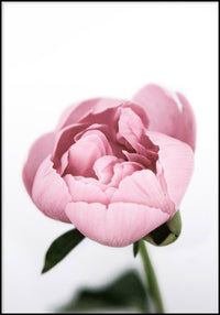 Pink Peony Poster