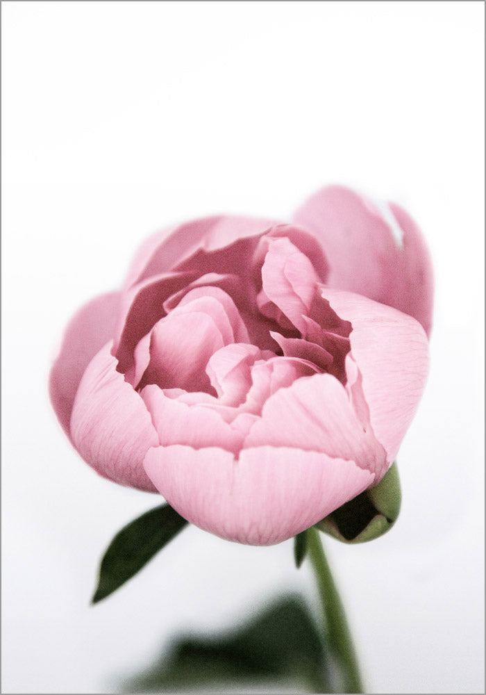 Juliste Pink Peony