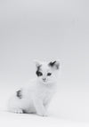 Juliste Baby Cat