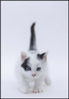 Juliste Kitty