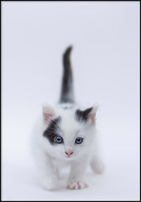 Juliste Kitty