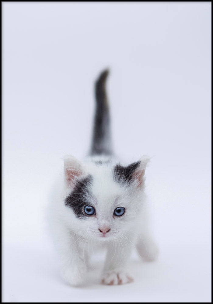 Juliste Kitty