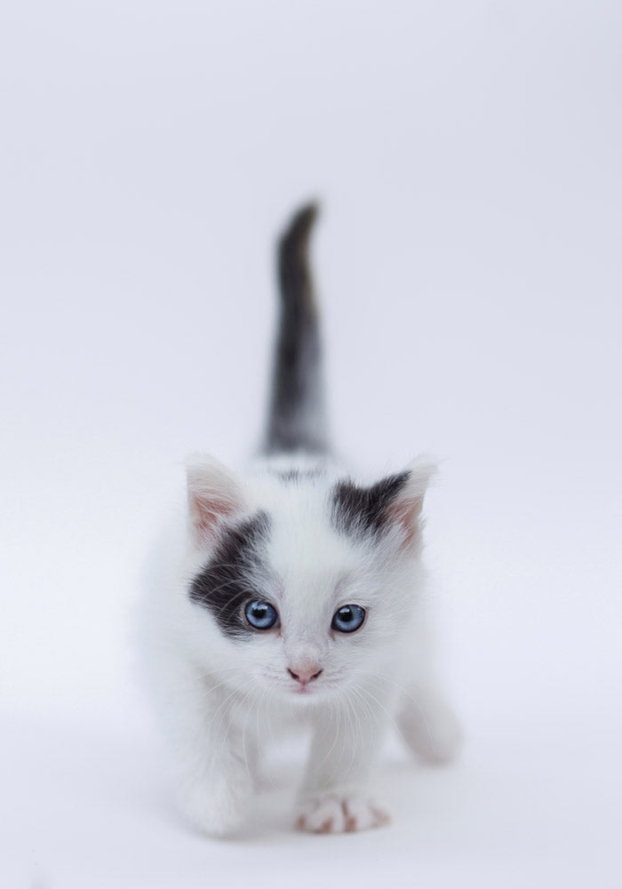 Juliste Kitty