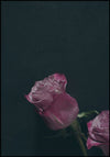 Juliste Two Roses