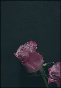Juliste Two Roses