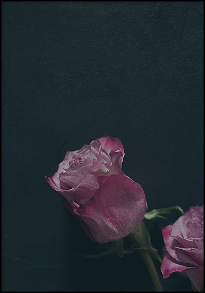 Juliste Two Roses