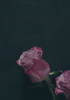 Juliste Two Roses