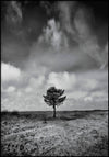Stand Alone