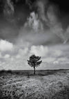 Stand Alone