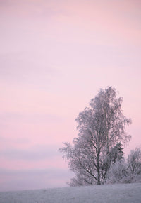 Juliste Winter Dawn